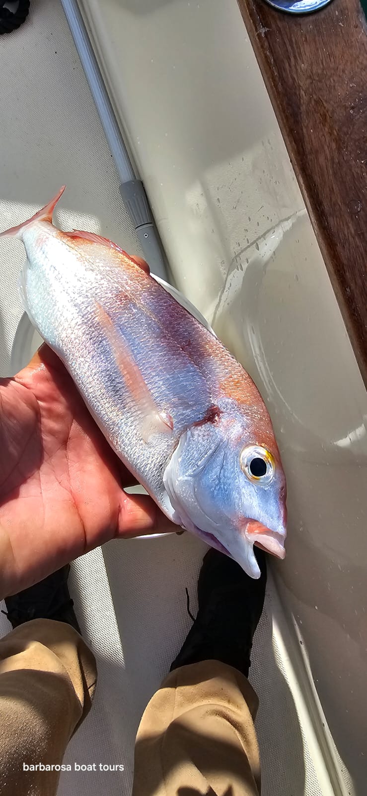 Kotor Fishing Charter